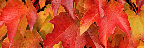 8 Irresistible Scents for Making Autumn Candles