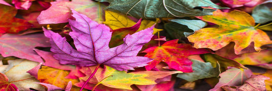 Zoomed-in shot of vibrant autumn leaves.