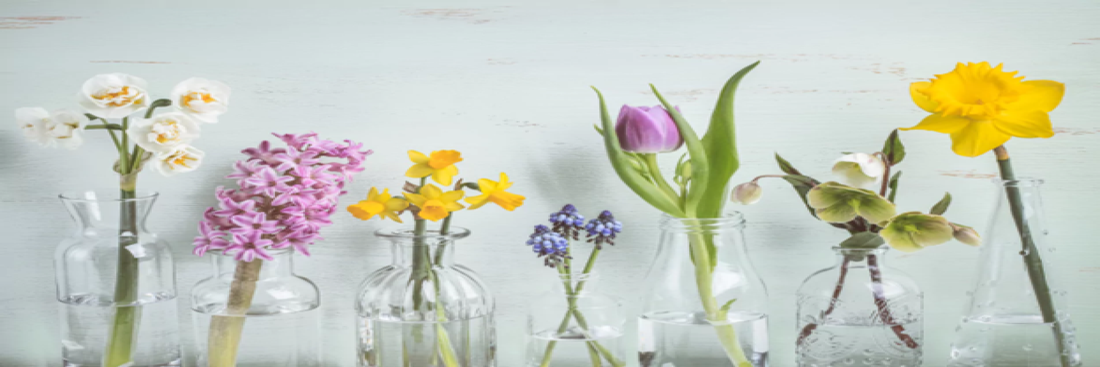 A variety of spring flowers like daffodils and tulips in glass jars. Sourced from EPC
