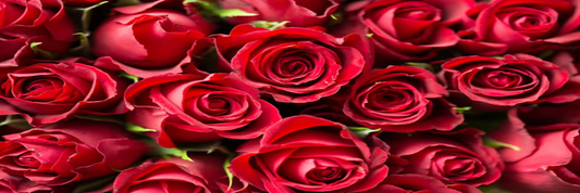 Close-up shot of vivid red roses. Sourced from Pexels.
