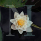Lotus Flower Fragrance Oil - NO LONGER FOR SALE